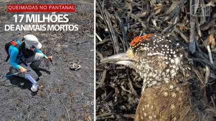 Extermination in the Pantanal: 17 million animals died in fires in 2020, study says