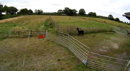 Alpaca Geronimo at his farm in England