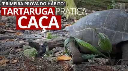 Video: Giant tortoise swallows baby;  Demonstrates video hunting practice