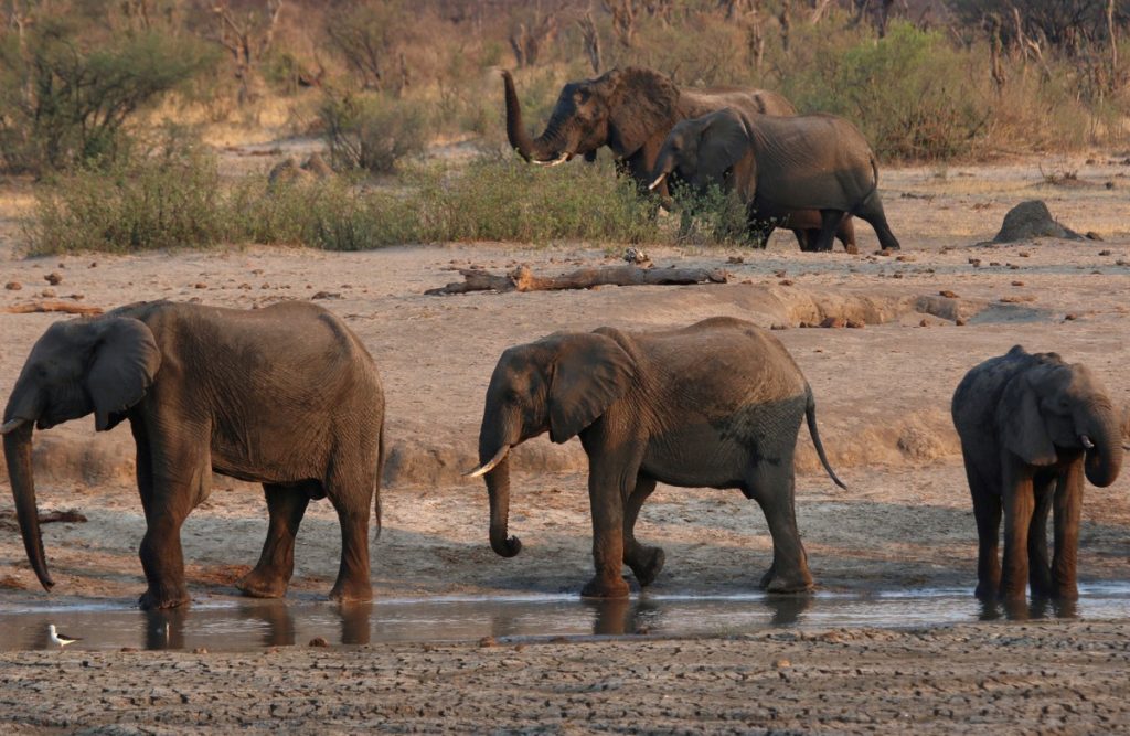 A 71-year-old tourist dies at the hands of an elephant in Zimbabwe |  Globalism