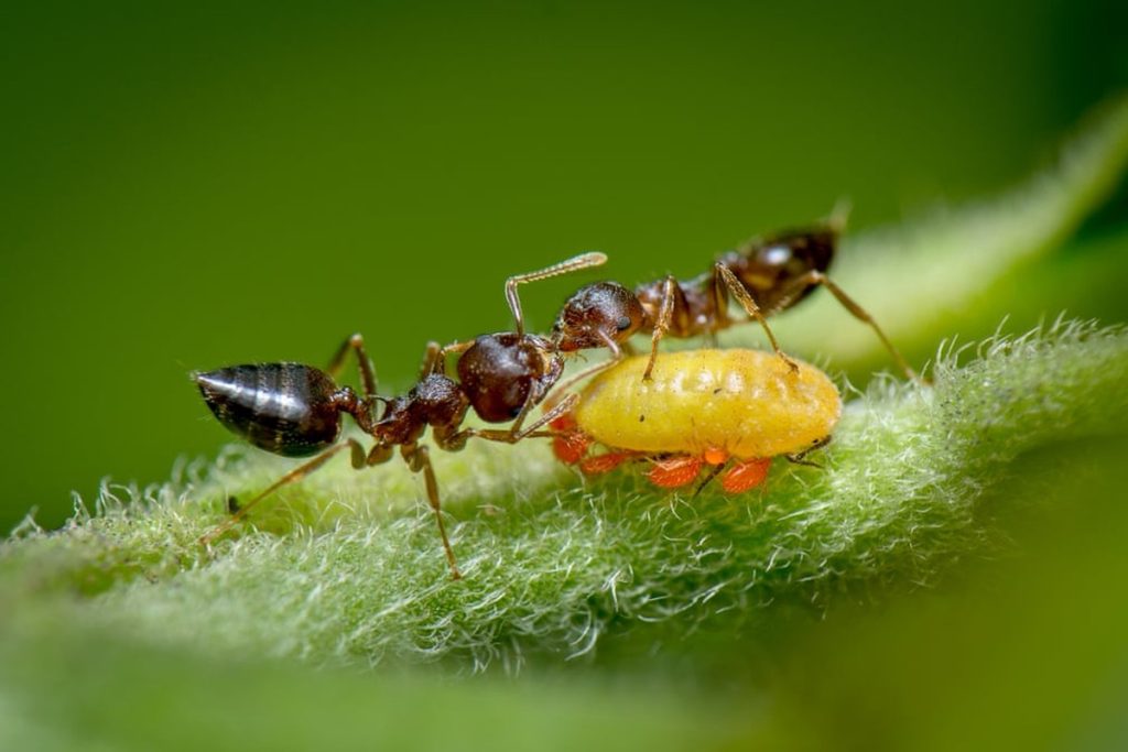 The photo of the ants that won the competition will make you think about biology lessons: do you still remember what mutualism is?  |  environment