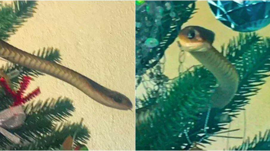 Family caught a snake after decorating a Christmas tree