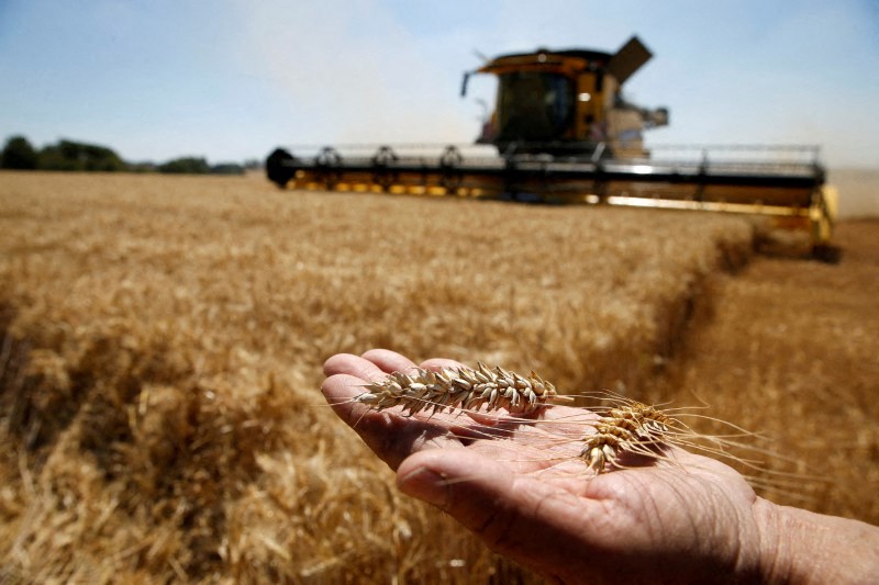 Cochrane says soft wheat crop will fall in the European Union and the UK