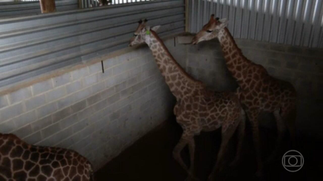 PF investigates deaths of three giraffes brought from South Africa