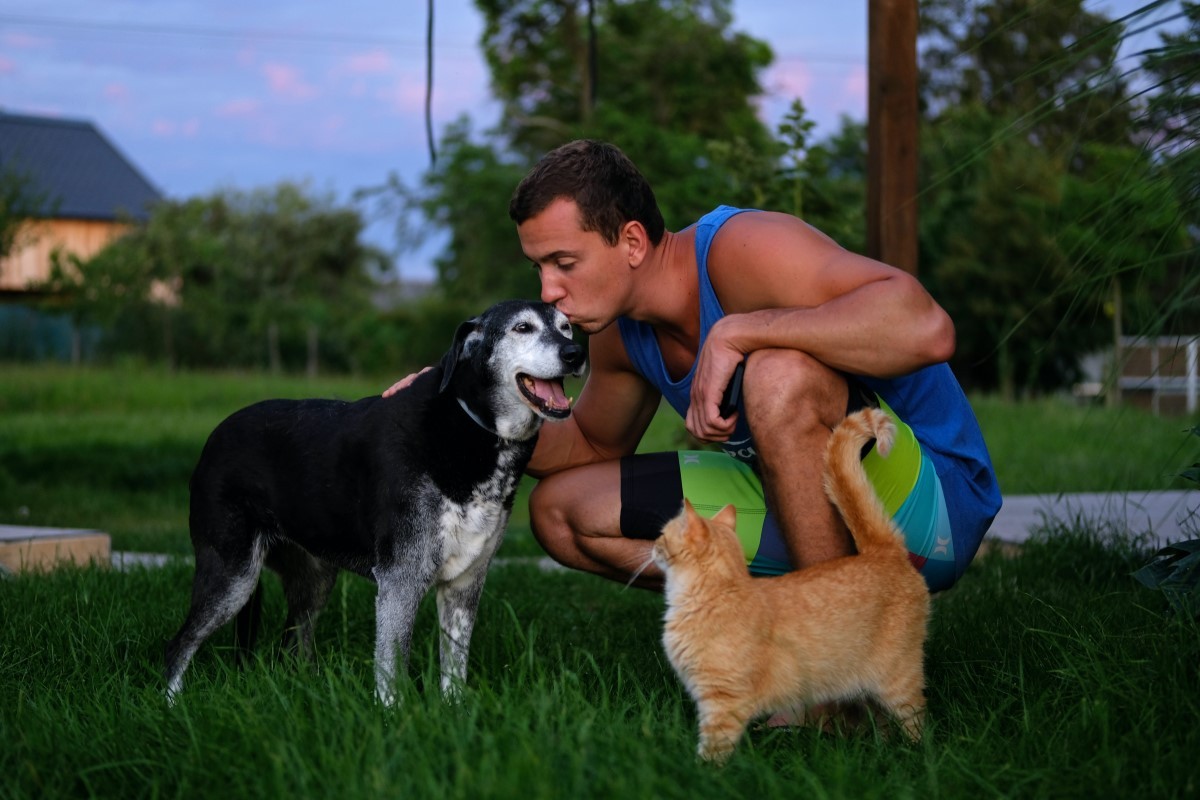 Owners often associate the change in behavior of elderly pets with the onset of old age, but not directly with potential diseases and imbalances, such as dementia (Photo: Pexels/Petra Vajdova/CreativeCommons)