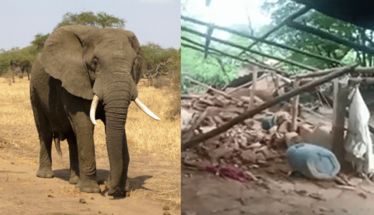 An elephant and a destroyed house in India