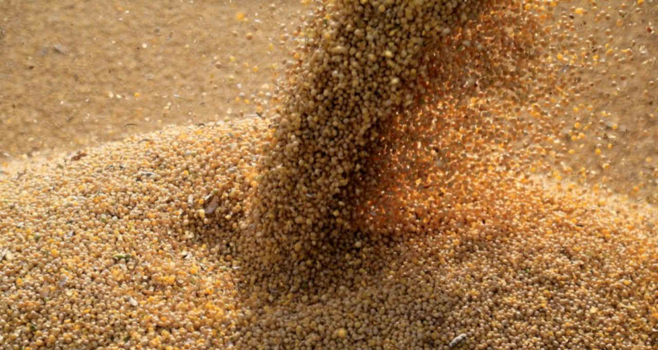 Soybean meal