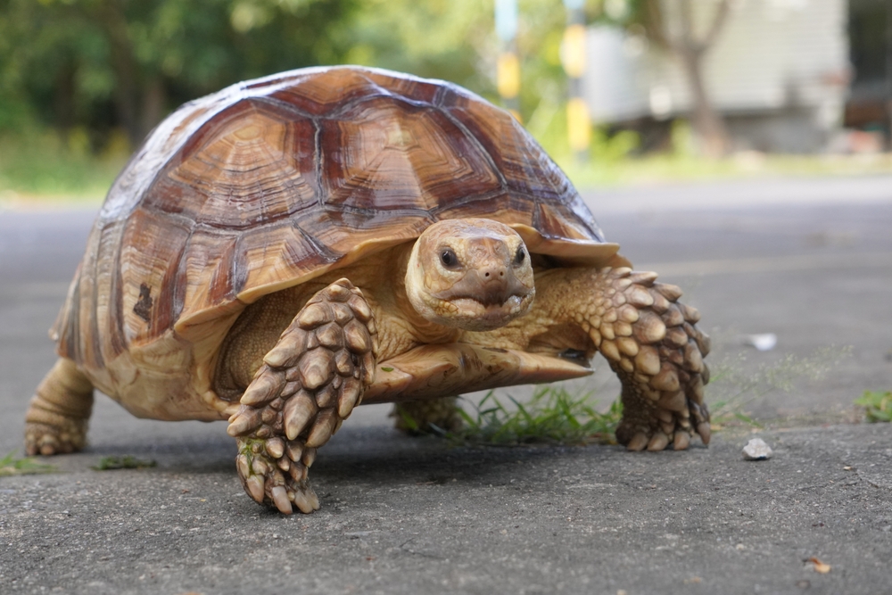 Revolutionary Tracking Methods for Leopard Tortoises